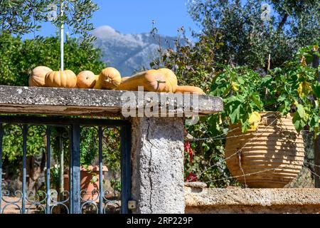 Zucche e zucche maturano su una parete del giardino nel villaggio mani di Proastio, Messinia, Peloponneso, Grecia Foto Stock