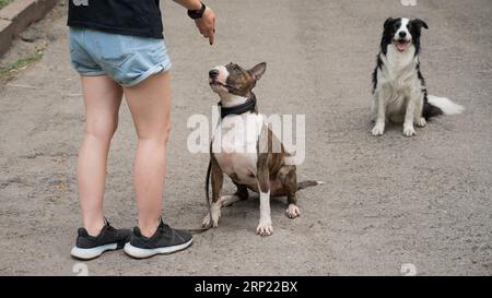 Donna cammina 2 cani. Primo piano di gambe femminili, collie di confine e Bull terrier in una passeggiata all'aperto. Foto Stock