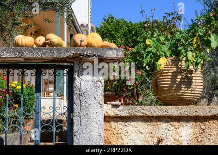 Zucche e zucche maturano su una parete del giardino nel villaggio mani di Proastio, Messinia, Peloponneso, Grecia Foto Stock