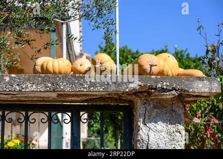 Zucche e zucche maturano su una parete del giardino nel villaggio mani di Proastio, Messinia, Peloponneso, Grecia Foto Stock