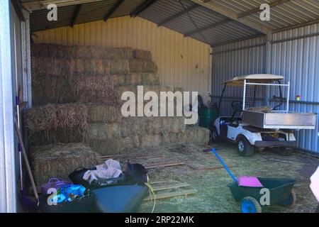 (180813) -- CANBERRA, 13 agosto 2018 -- foto scattata l'11 agosto 2018 mostra il magazzino della fattoria Joy miniature Donkeys nella Belmount Forest, a meno di 60 km da Canberra, Australia. ANDARE CON la caratteristica: Aussie Woman 's Farm Dream in Asinelli's years. ) (lrz) AUSTRALIA-CANBERRA-FARM-DONKEY PanxXiangyue PUBLICATIONxNOTxINxCHN Foto Stock