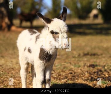 (180813) -- CANBERRA, 13 agosto 2018 -- foto scattata l'11 agosto 2018 mostra un asino bianco irlandese in miniatura alla fattoria Joy miniature Donkeys nella Belmount Forest, a meno di 60 km da Canberra, in Australia. ANDARE CON la caratteristica: Aussie Woman 's Farm Dream in Asinelli's years. ) (lrz) AUSTRALIA-CANBERRA-FARM-DONKEY PanxXiangyue PUBLICATIONxNOTxINxCHN Foto Stock