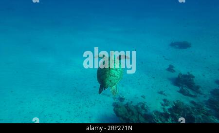 Vista dall'alto della grande tartaruga del Mare Verde (Chelonia mydas) che galleggia nel profondo del fondale marino vicino alla barriera corallina, grandangolo Foto Stock