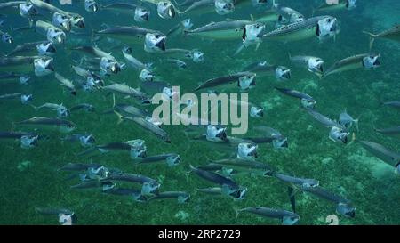 Vista dall'alto sul bacino di sgombro a strisce o dello sgombro indiano (Rastrelliger kanagurta) che nuota con le bocche aperte filtrando il plancton nelle giornate di sole Foto Stock