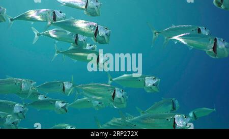 Un branco di sgombro a strisce o di sgombro indiano (Rastrelliger kanagurta) nuota in acqua blu con le bocche aperte che filtrano il plancton nelle giornate di sole Foto Stock