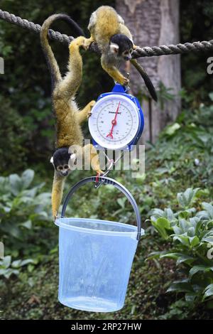 (180823) -- LONDRA, 23 agosto 2018 -- le scimmie Squirrel partecipano all'annuale Weigh-in allo ZSL London Zoo di Londra, Regno Unito, il 23 agosto 2018. ) (wtc) BRITAIN-LONDON-ZSL LONDON ZOO WEIGH-IN StephenxChung PUBLICATIONxNOTxINxCHN Foto Stock