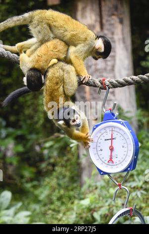 (180823) -- LONDRA, 23 agosto 2018 -- le scimmie Squirrel partecipano all'annuale Weigh-in allo ZSL London Zoo di Londra, Regno Unito, il 23 agosto 2018. ) (wtc) BRITAIN-LONDON-ZSL LONDON ZOO WEIGH-IN StephenxChung PUBLICATIONxNOTxINxCHN Foto Stock