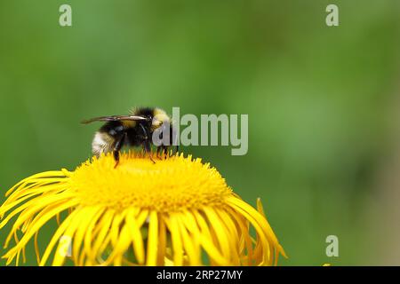 Grande bumblebee terrestre (Bombus Terrestris), che raccoglie polline su un fiore giallo di una grande Telekie (Telekia speciosa), Wilden, North Foto Stock