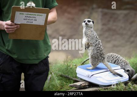 (180823) -- LONDRA, 23 agosto 2018 -- Un custode pesa meerkats alla Weigh-in annuale nello ZSL London Zoo di Londra, Regno Unito, il 23 agosto 2018. ) (wtc) BRITAIN-LONDON-ZSL LONDON ZOO WEIGH-IN StephenxChung PUBLICATIONxNOTxINxCHN Foto Stock