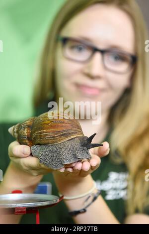 (180823) -- LONDRA, 23 agosto 2018 -- Un custode presenta a Giant Ghana Snail in the Annual Weigh-in at ZSL London Zoo a Londra, Regno Unito, il 23 agosto 2018. ) (wtc) BRITAIN-LONDON-ZSL LONDON ZOO WEIGH-IN StephenxChung PUBLICATIONxNOTxINxCHN Foto Stock