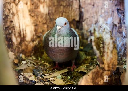 Piccione selvatico (Columba livia domestica) su un nido in una fessura in un tronco d'albero, Camargue, Francia Foto Stock