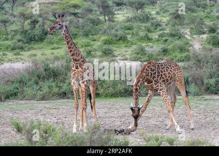 Giraffa Masai (Giraffa tippelskirchi), 2 animali, esaminare lo scheletro, Ndutu Conservation area, Tanzania Foto Stock