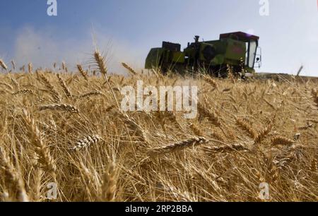 (180828) -- QITAI, agosto 28, 2018 -- Una mietitrebbia raccoglie il grano in un campo in un parco agricolo nella contea autonoma di Mori, nella regione autonoma dello Xinjiang Uygur della Cina nordoccidentale, agosto 26, 2018. )(wsw) CINA-XINJIANG-RACCOLTO DI FRUMENTO (CN) ZhaoxGe PUBLICATIONxNOTxINxCHN Foto Stock