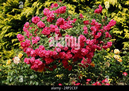 Rose rosse (Rosa) fioritura roseto alto stelo, fioritura rosina, Germania Foto Stock