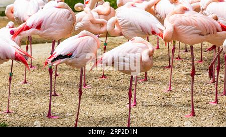 fenicottero rosa (Phoenicopterus roseus) nello zoo, prigioniero, Schoenbrunn, Vienna, Austria Foto Stock