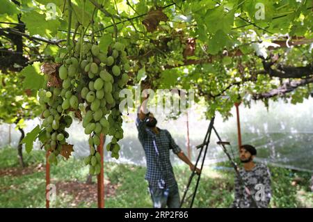 (180902) -- SRINAGAR, 2 settembre 2018 -- gli agricoltori raccolgono uve in un campo durante la stagione della vendemmia in un villaggio nel distretto di Ganderbal, a circa 35 km da Srinagar, la capitale estiva del Kashmir controllato dagli indiani, 2 settembre 2018. ) yg) KASHMIR-SRINAGAR-VENDEMMIA JavedxDar PUBLICATIONxNOTxINxCHN Foto Stock