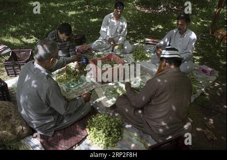 (180902) -- SRINAGAR, 2 settembre 2018 -- gli agricoltori rimuovono l'uva marcillata prima di imballarla in un campo durante la stagione della vendemmia in un villaggio nel distretto di Ganderbal, a circa 35 km da Srinagar, la capitale estiva del Kashmir controllato dagli indiani, 2 settembre 2018. ) yg) KASHMIR-SRINAGAR-VENDEMMIA JavedxDar PUBLICATIONxNOTxINxCHN Foto Stock