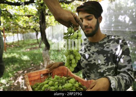 (180902) -- SRINAGAR, 2 settembre 2018 -- gli agricoltori raccolgono uve in un campo durante la stagione della vendemmia in un villaggio nel distretto di Ganderbal, a circa 35 km da Srinagar, la capitale estiva del Kashmir controllato dagli indiani, 2 settembre 2018. ) yg) KASHMIR-SRINAGAR-VENDEMMIA JavedxDar PUBLICATIONxNOTxINxCHN Foto Stock