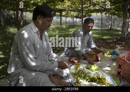 (180902) -- SRINAGAR, 2 settembre 2018 -- gli agricoltori raccolgono uve in un campo durante la stagione della vendemmia in un villaggio nel distretto di Ganderbal, a circa 35 km da Srinagar, la capitale estiva del Kashmir controllato dagli indiani, 2 settembre 2018. ) yg) KASHMIR-SRINAGAR-VENDEMMIA JavedxDar PUBLICATIONxNOTxINxCHN Foto Stock