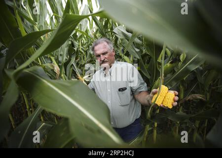 (180904) -- PECHINO, 4 settembre 2018 -- Fred Yoder, un agricoltore di quarta generazione, esamina la coltivazione di grani nella sua fattoria a Plain City, a 24 chilometri da Worthington, in Ohio, negli Stati Uniti, 18 agosto 2018. PER ANDARE CON Xinhua titoli: Le tariffe di Trump rendono gli agricoltori americani ansiosi mentre la stagione del raccolto si avvicina. ) Titoli Xinhua: Le tariffe di Trump rendono ansiosi gli agricoltori americani mentre la stagione del raccolto si avvicina a WangxYing PUBLICATIONxNOTxINxCHN Foto Stock