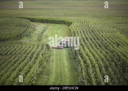 (180904) -- PECHINO, 4 settembre 2018 -- Fred Yoder, un agricoltore di quarta generazione, pulisce le erbacce nel campo di mais nella sua fattoria a Plain City, a 24 chilometri da Worthington, in Ohio, negli Stati Uniti, 18 agosto 2018. PER ANDARE CON Xinhua titoli: Le tariffe di Trump rendono gli agricoltori americani ansiosi mentre la stagione del raccolto si avvicina. ) Titoli Xinhua: Le tariffe di Trump rendono ansiosi gli agricoltori americani mentre la stagione del raccolto si avvicina a WangxYing PUBLICATIONxNOTxINxCHN Foto Stock