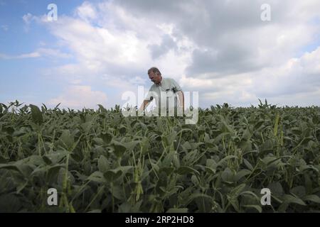 (180904) -- PECHINO, 4 settembre 2018 -- Fred Yoder, un agricoltore di quarta generazione, esamina la coltivazione di semi di soia nella sua fattoria a Plain City, a 24 chilometri da Worthington, in Ohio, Stati Uniti, 18 agosto 2018. PER ANDARE CON Xinhua titoli: Le tariffe di Trump rendono gli agricoltori americani ansiosi mentre la stagione del raccolto si avvicina. ) Titoli Xinhua: Le tariffe di Trump rendono ansiosi gli agricoltori americani mentre la stagione del raccolto si avvicina a WangxYing PUBLICATIONxNOTxINxCHN Foto Stock