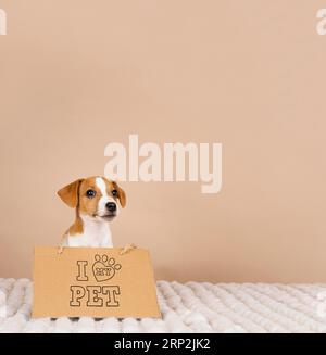 Carino beagle indossare banner Foto Stock