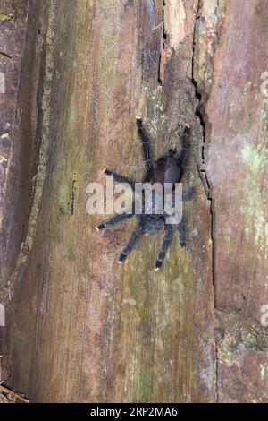 Ragno rosa amazzonico Avicularia juruensis, femmina adulta che riposa sul tronco d'albero, Inkaterra Reserva Amazonica, Perù, maggio Foto Stock