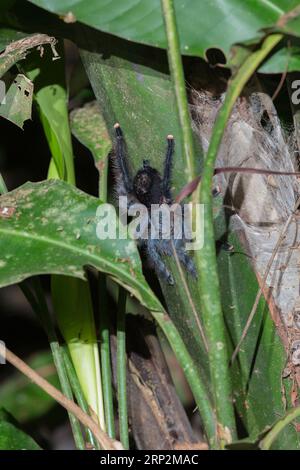 Ragno rosa amazzonico Avicularia juruensis, uomo adulto che riposa accanto alla rete di imbuto, Inkaterra Reserva Amazonica, Perù, maggio Foto Stock