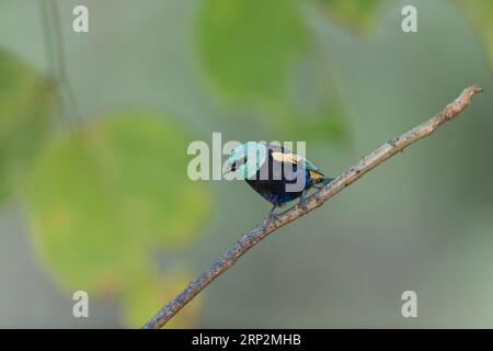 Tanager dal collo blu Tangara cyanicollis, adulto arroccato sulla diramazione, Machu Picchu, Perù, maggio Foto Stock