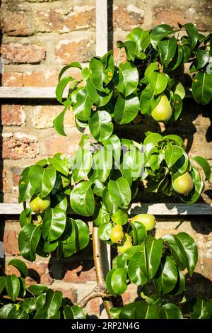 Trellis con pere mature su un muro di mattoni Foto Stock