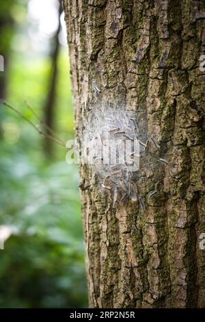 Nido di falene processionali di quercia su un albero di quercia a Duesseldorf, Germania Foto Stock