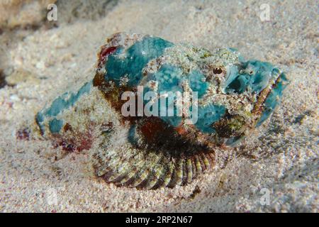 Novellame falso (Scorpaenopsis diabolus), Dive Site House Reef, Mangrove Bay, El Quesir, Mar Rosso, Egitto Foto Stock