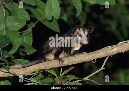 Opossum comune Didelphis marsupialis, adulto arroccato nella foresta, Inkaterra Reserva Amazonica, Puerto Maldonado, Perù, maggio Foto Stock