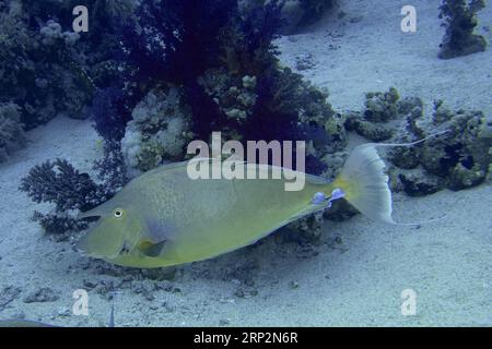 Pesci unicornfish Bluespine (naso unicornis), sito di immersione del Parco Nazionale Ras Mohammed, Sinai, Egitto, Mar Rosso Foto Stock