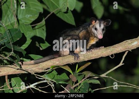 Opossum comune Didelphis marsupialis, adulto arroccato nella foresta, Inkaterra Reserva Amazonica, Puerto Maldonado, Perù, maggio Foto Stock