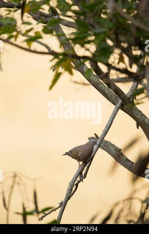 La colomba di orecchie Zenaida auriculata, arroccata su un albero, Inkaterra Hacienda Urubamba, Cuzco, Perù, maggio Foto Stock