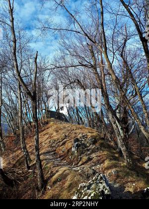 Sentiero che attraversa una foresta europea di carpini (Ostrya carpinifolia) verso la chiesa sulla collina di Jakob in Slovenia Foto Stock