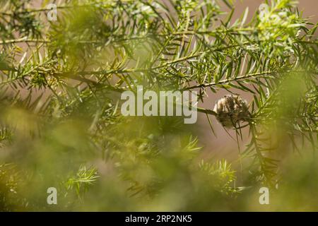 Colibrì verde e bianco Amazilia viridicauda, adulto in incubazione nel nido, Machu Picchu, Perù, maggio Foto Stock