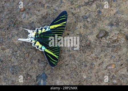 urania urania leilus a banchi verdi, imago a lecca minerale, riserva nazionale di Tambopata, Perù, maggio Foto Stock