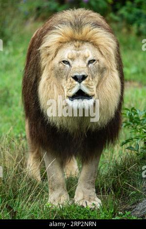 Leone barbario (Panthera leo leo) ruggito, ritratto animale, Germania Foto Stock