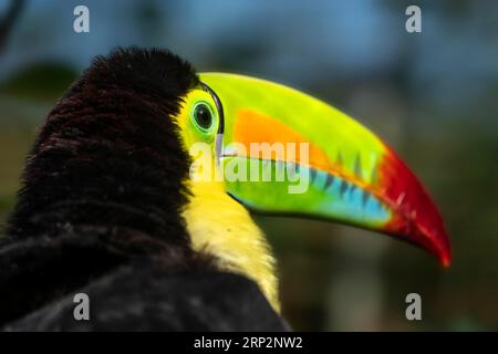 Tucano a chiglia (Ramphastos sulfuratus), ritratto di animali, Germania Foto Stock