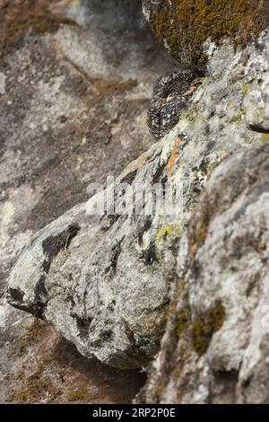 nightjar Uropsalis lyra dalla coda lira, femmina adulta a Rocost on Rocky ledge, Machu Picchu Inca Citadel, Cuzco, Perù, maggio Foto Stock