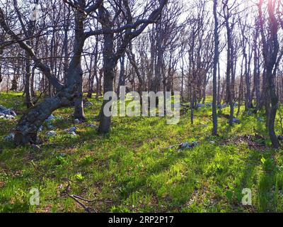 Foresta di faggi decidue temperata comune in Slovenia in primavera con erba verde fresca e luminosa che ricopre il terreno e alberi senza foglie Foto Stock