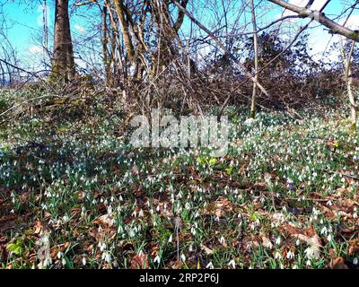 Bosco in primavera ricco di fiori selvatici fioriti, incl. goccia di neve comune (Galanthus nivalis) Foto Stock