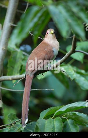 Cucù scoiattolo Piaya cayana, adulto arroccato nella vegetazione, Inkaterra Hacienda Concepcion, Tambopata, Perù, maggio Foto Stock