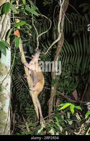 Tamandua meridionale Tamandua tetradactyla, albero arrampicante per adulti di notte, Inkaterra Reserva Amazonica, Puerto Maldonado, Perù, maggio Foto Stock