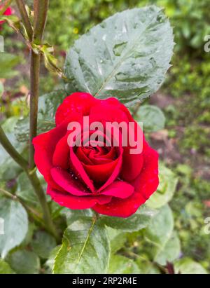 Rosa rossa sul ramo. Bella rosa nel giardino dell'hobby dopo la pioggia. Verticale Foto Stock