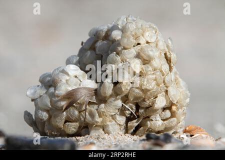 Palle di uova del Buccinum undatum, Minsener Oog, bassa Sassonia, Germania Foto Stock