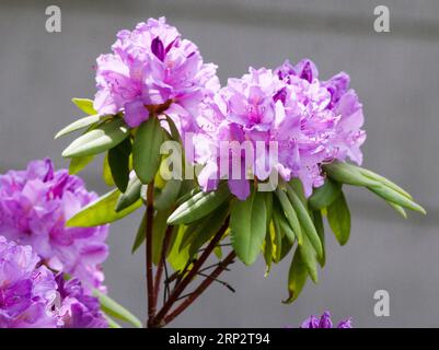 RODODENDRO che sbatte in giardino Foto Stock